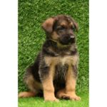 German Shepherd Puppy Thumbnail 4