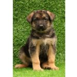 German Shepherd Puppy Thumbnail 3