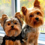 Yorkshire Terrier Puppy Thumbnail 5