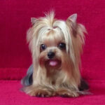 Yorkshire Terrier Puppy Thumbnail 4