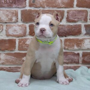 American Bully Puppy