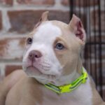 American Bully Puppy Thumbnail 7
