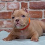 American Bully Puppy Thumbnail 6