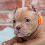 American Bully Puppy Thumbnail 5