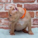 American Bully Puppy Thumbnail 4
