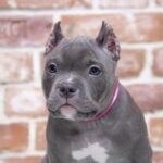American Bully Puppy Thumbnail 3