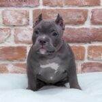 American Bully Puppy Thumbnail 2