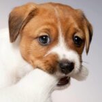 Jack Russell Terrier Puppy Thumbnail 9