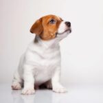 Jack Russell Terrier Puppy Thumbnail 8