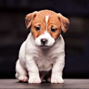 Jack Russell Terrier Puppy