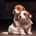 Jack Russell Terrier Puppy Thumbnail 7
