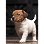 Jack Russell Terrier Puppy Thumbnail 6