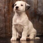 Jack Russell Terrier Puppy Thumbnail 5