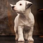 Jack Russell Terrier Puppy Thumbnail 4