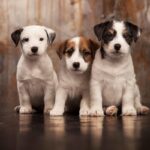 Jack Russell Terrier Puppy Thumbnail 3