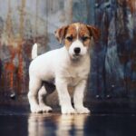 Jack Russell Terrier Puppy Thumbnail 2