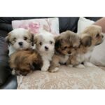Lhasa Apso Puppy Thumbnail 2