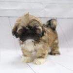 Lhasa Apso Puppy Thumbnail 3