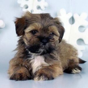 Lhasa Apso Puppy