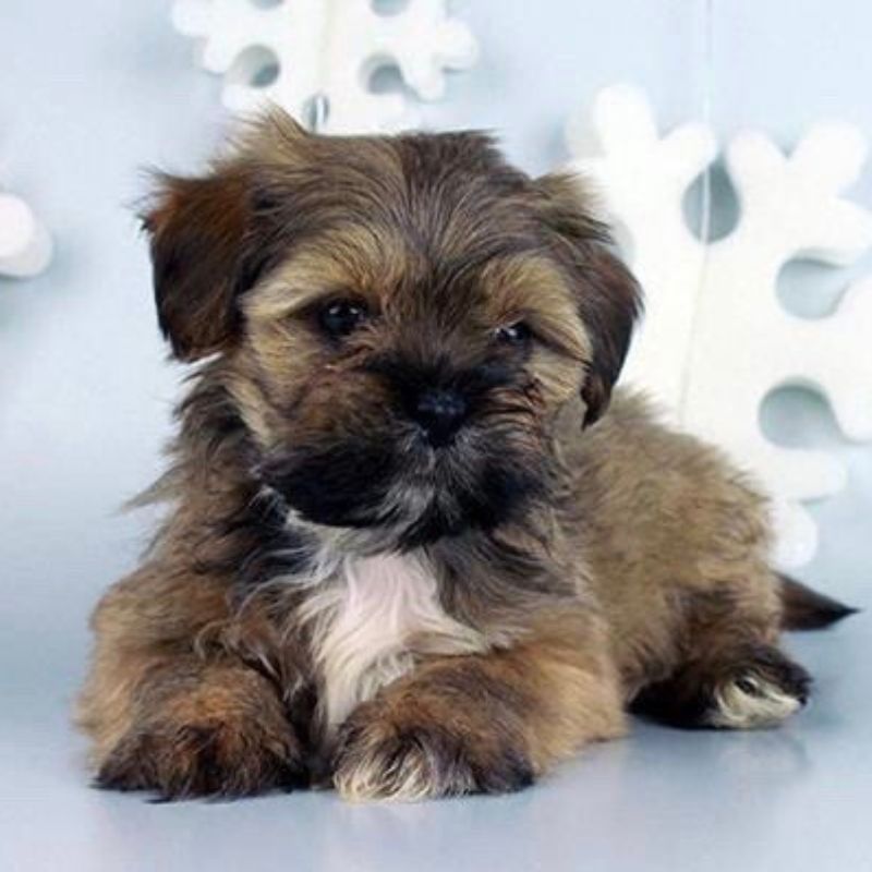 Lhasa Apso Puppy