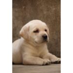 Labrador Retriever Puppy Thumbnail 6
