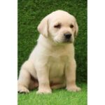 Labrador Retriever Puppy Thumbnail 5
