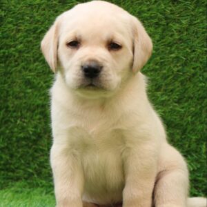 Labrador Retriever Puppy