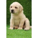 Labrador Retriever Puppy Thumbnail 4