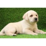 Labrador Retriever Puppy Thumbnail 3