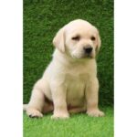 Labrador Retriever Puppy Thumbnail 2
