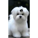 Maltese Puppy Thumbnail 2