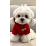Maltese Puppy Thumbnail 3