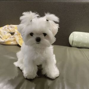 Maltese Puppy