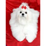 Maltese Puppy Thumbnail 4