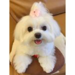Maltese Puppy Thumbnail 5