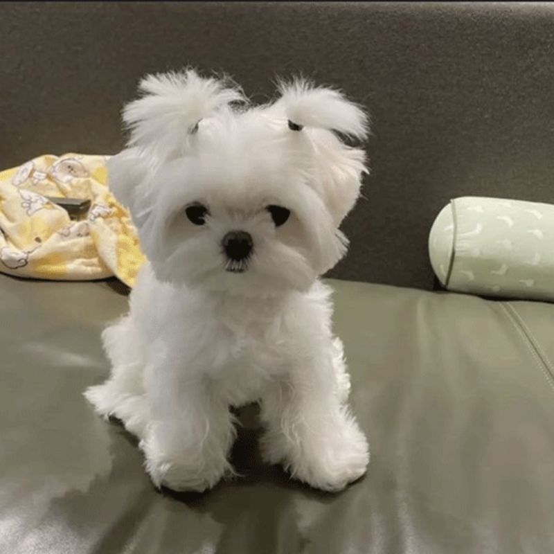 Maltese Puppy