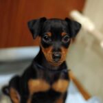 Miniature Pinscher Puppy Thumbnail 4