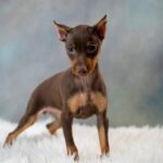 Miniature Pinscher Puppy Thumbnail 2
