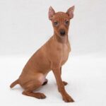 Miniature Pinscher Puppy Thumbnail 3