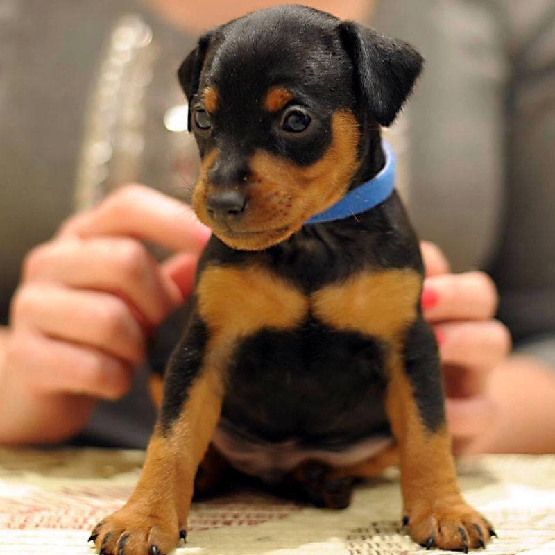 Miniature Pinscher Puppy