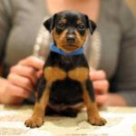 Miniature Pinscher Puppy Thumbnail 5