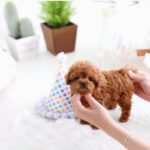 Poodle Puppy Thumbnail 6