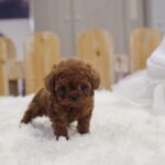 Poodle Puppy Thumbnail 7