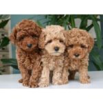 Poodle Puppy Thumbnail 8