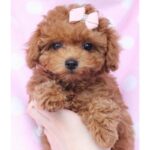 Poodle Puppy Thumbnail 9