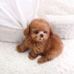 Poodle Puppy Thumbnail 11