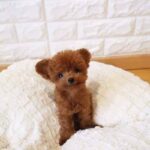 Poodle Puppy Thumbnail 12