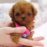Poodle Puppy Thumbnail 13