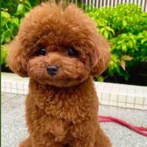 Poodle Puppy