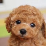 Poodle Puppy Thumbnail 2
